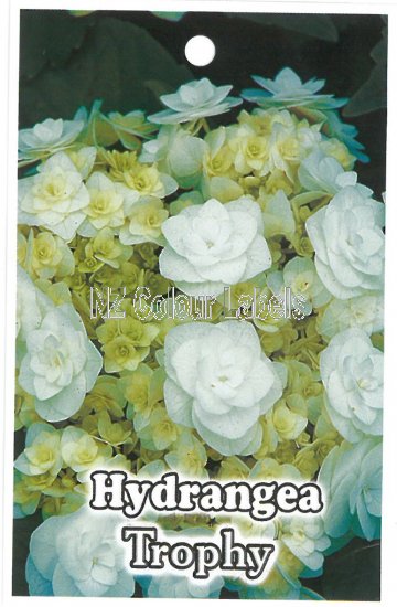 HYDRANGEA mac. TROPHY - Click Image to Close