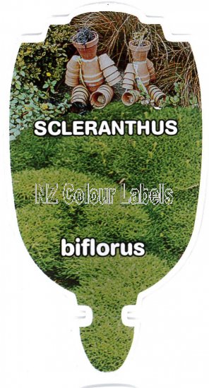 SCLERANTHUS biflorus - Click Image to Close