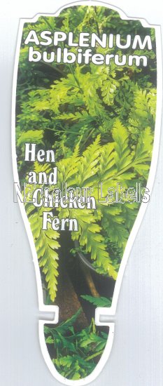 ASPLENIUM bulbiferum (Hen & Chicken fern) - Click Image to Close