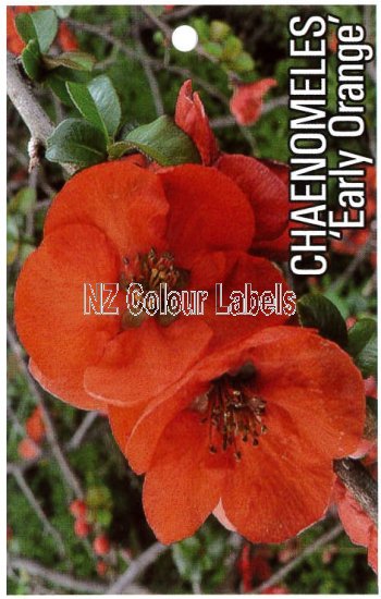 CHAENOMELES Early Orange - Click Image to Close