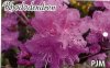 RHODODENDRON PJM