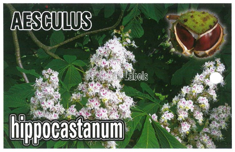 AESULUS hippocastanum - Click Image to Close