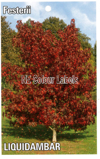 LIQUIDAMBAR sty. Festerii - Click Image to Close