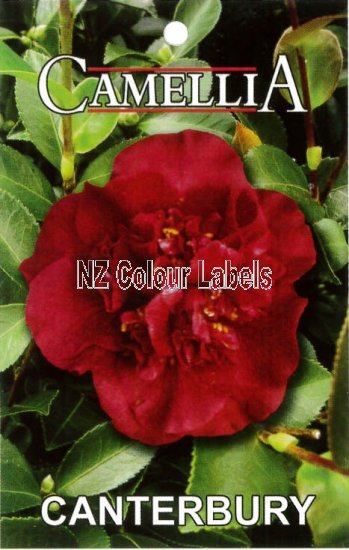 CAMELLIA Canterbury - Click Image to Close