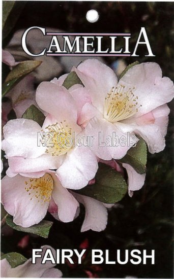 CAMELLIA Fairy Blush - Click Image to Close