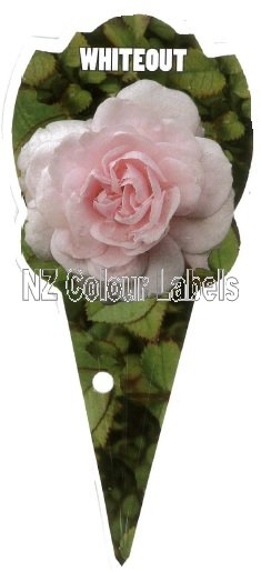 ROSE MINIATURE Whiteout - Click Image to Close