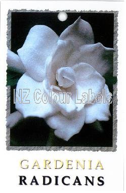 GARDENIA radicans - Click Image to Close