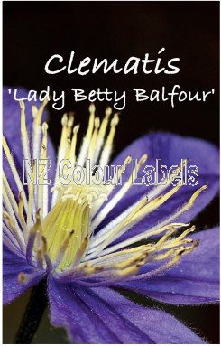 CLEMATIS LADY BETTY BALFOUR - Click Image to Close