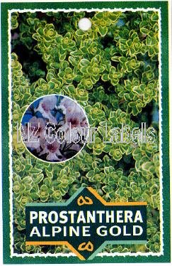 PROSTANTHERA cuneata Alpine Gold - Click Image to Close