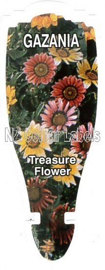 GAZANIA - Treasure Flower - Click Image to Close