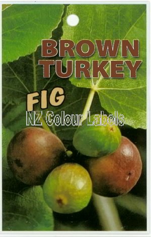 FIG Brown Turkey - Click Image to Close