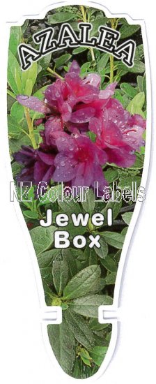 AZALEA Evergreen JEWEL BOX - Click Image to Close