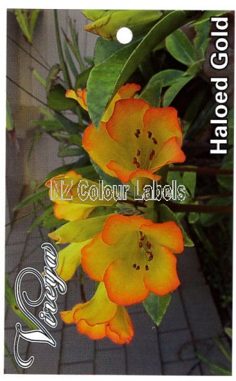 RHODODENDRON vireya Haloed Gold - Click Image to Close