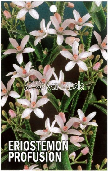 ERIOSTEMON Profusion - Click Image to Close