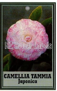 CAMELLIA Tammia Japonica - Click Image to Close