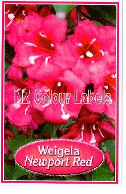 WEIGELA Newport Red - Click Image to Close