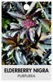 ELDERBERRY nigra 'Purpurea' ELDERBERRY nigra 'Purpurea'