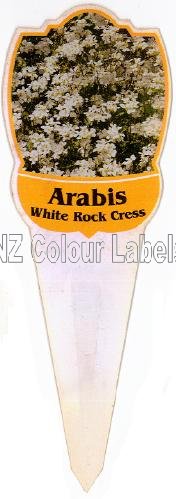 ARABIS White - Click Image to Close