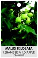 MALUS trilobata 'Lebanese Wild Apple' MALUS trilobata 'Lebanese Wild Apple'