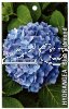 HYDRANGEA Blue Diamond