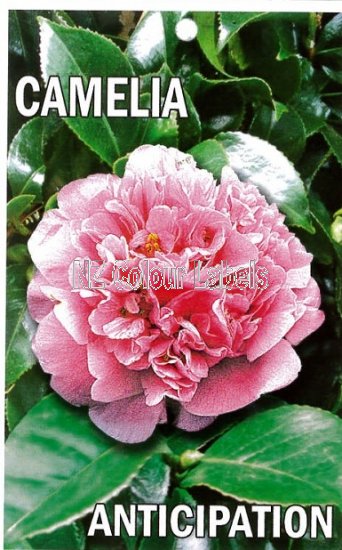 CAMELLIA Anticipation Hybrid - Click Image to Close