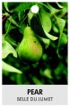 PEAR 'Belle Du Jumet' PEAR 'Belle Du Jumet'