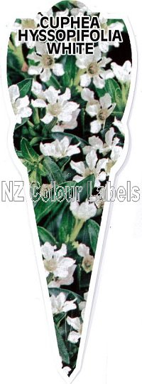 CUPHEA hyssopifolia - White - Click Image to Close