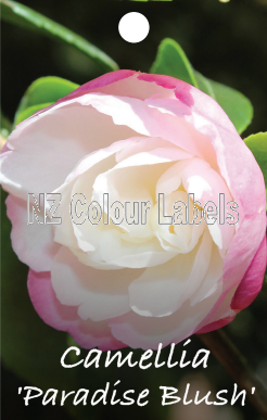 CAMELLIA Paradise Blush - Click Image to Close