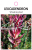 LEUCADENDRON STAR BLUSH