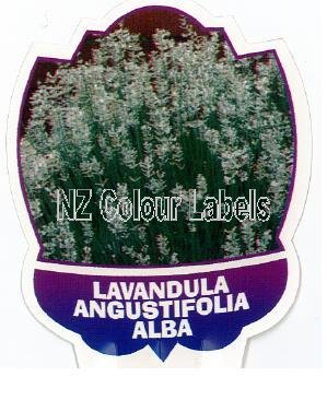 LAVANDUA angustifolia Alba - Click Image to Close