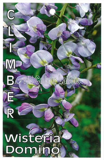 WISTERIA floribunda Domino - Click Image to Close