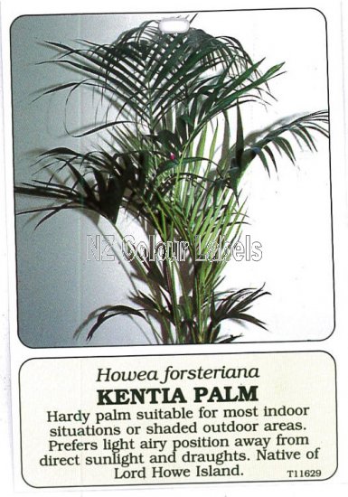 HOWEA forsteriana - Click Image to Close