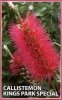 CALLISTEMON Kings Park Special