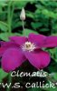 CLEMATIS W. S. CALLICK