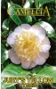 CAMELLIA Jury's Yellow Hybrid