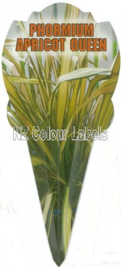 PHORMIUM Apricot Queen - Click Image to Close