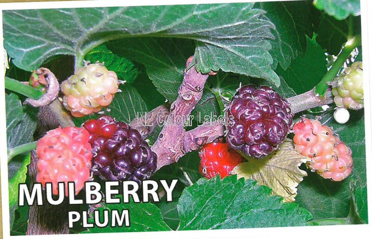 MORUS Plum Pink [Mulberry] - Click Image to Close