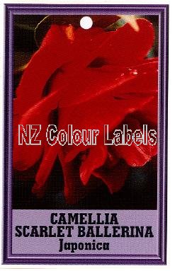 CAMELLIA Scarlet Ballerina - Click Image to Close