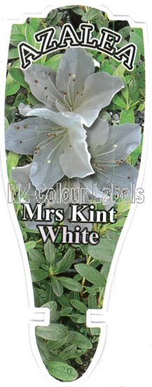 AZALEA Evergreen MRS KINT WHITE - Click Image to Close