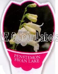 PENSTEMON Swan Lake - Click Image to Close