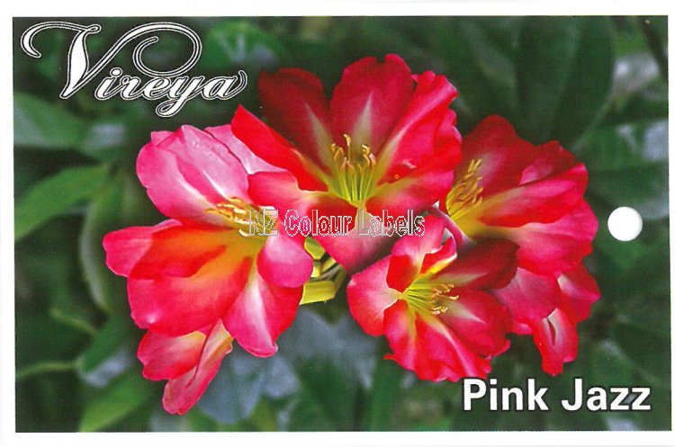 RHODODENDRON vireya Pink Jazz - Click Image to Close