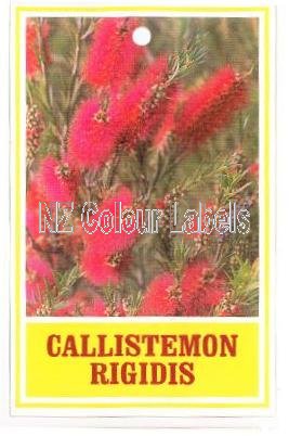 CALLISTEMON rigidus - Click Image to Close