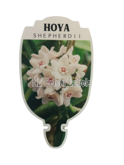 HOYA Shepherdii - Click Image to Close