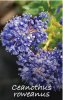 CEANOTHUS roweanus