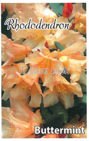 RHODODENDRON Buttermint - Click Image to Close