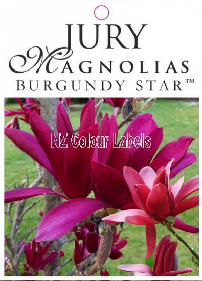 MAGNOLIA BURGUNDY STAR - Click Image to Close