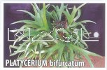 PLATYCERIUM bifurcatum [Staghorn fern]