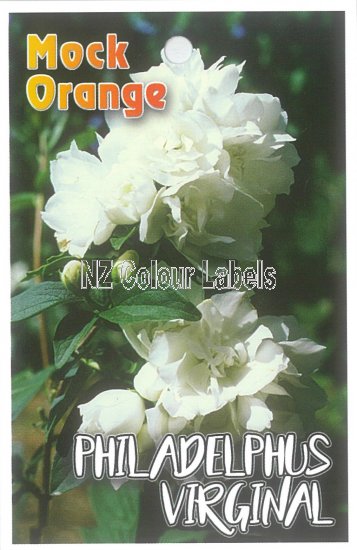 PHILADELPHUS virginal - Click Image to Close