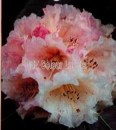 RHODODENDRON Ina Hair - Click Image to Close