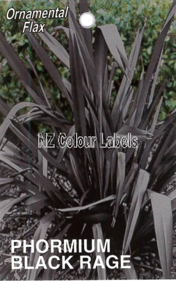 PHORMIUM Black Rage - Click Image to Close